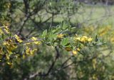 Cytisus villosus. Верхушка веточки с цветками. Испания, автономное сообщество Каталония, провинция Жирона, комарка Баш Эмпорда, муниципалитет Санта-Кристина-де-Аро, окр. н.п. Романья-де-ла-Сельва, опушка дубового леса у кромки пашни. 21.04.2024.