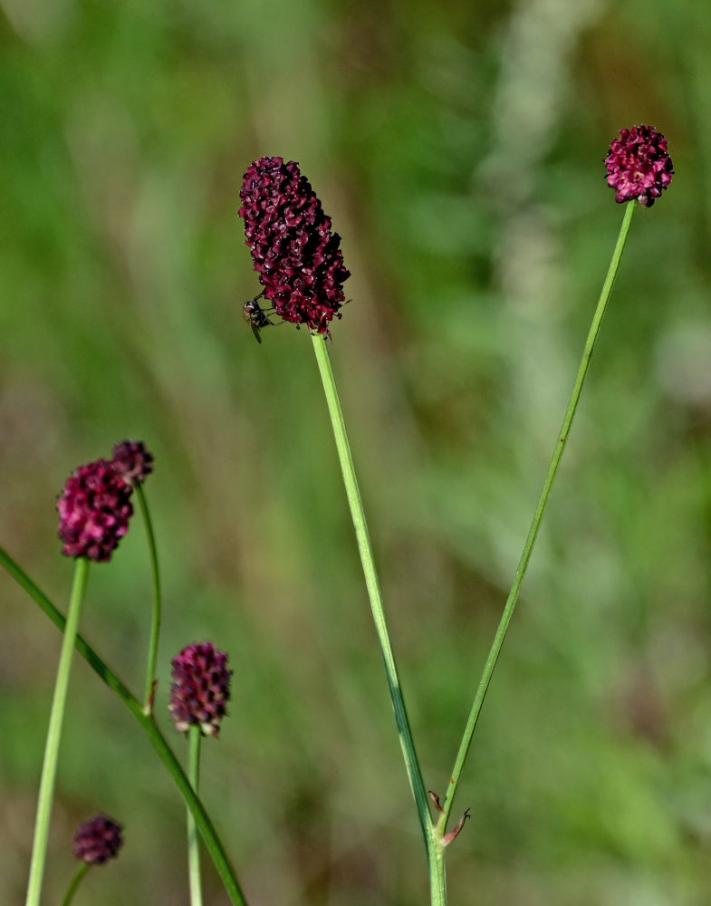 Изображение особи Sanguisorba officinalis.