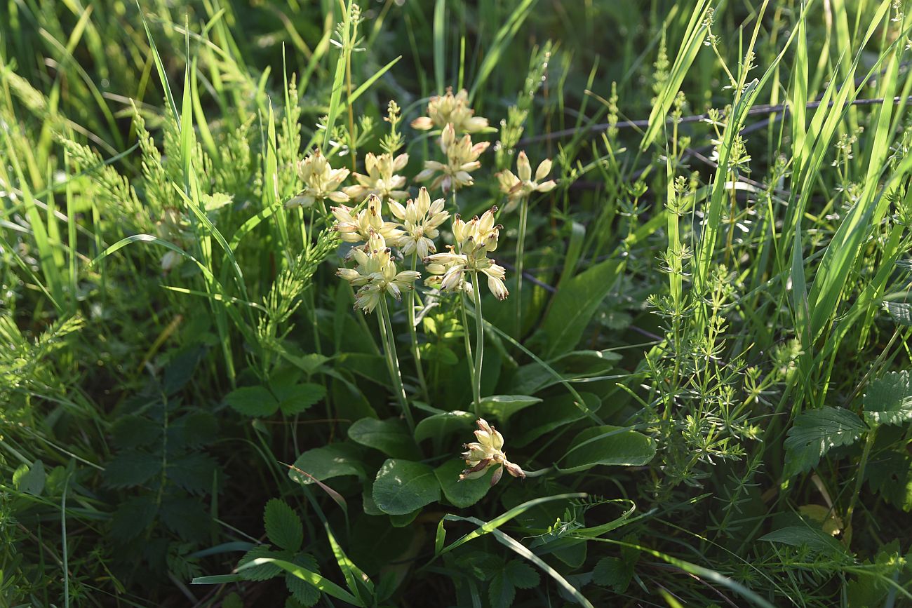 Image of Primula veris specimen.