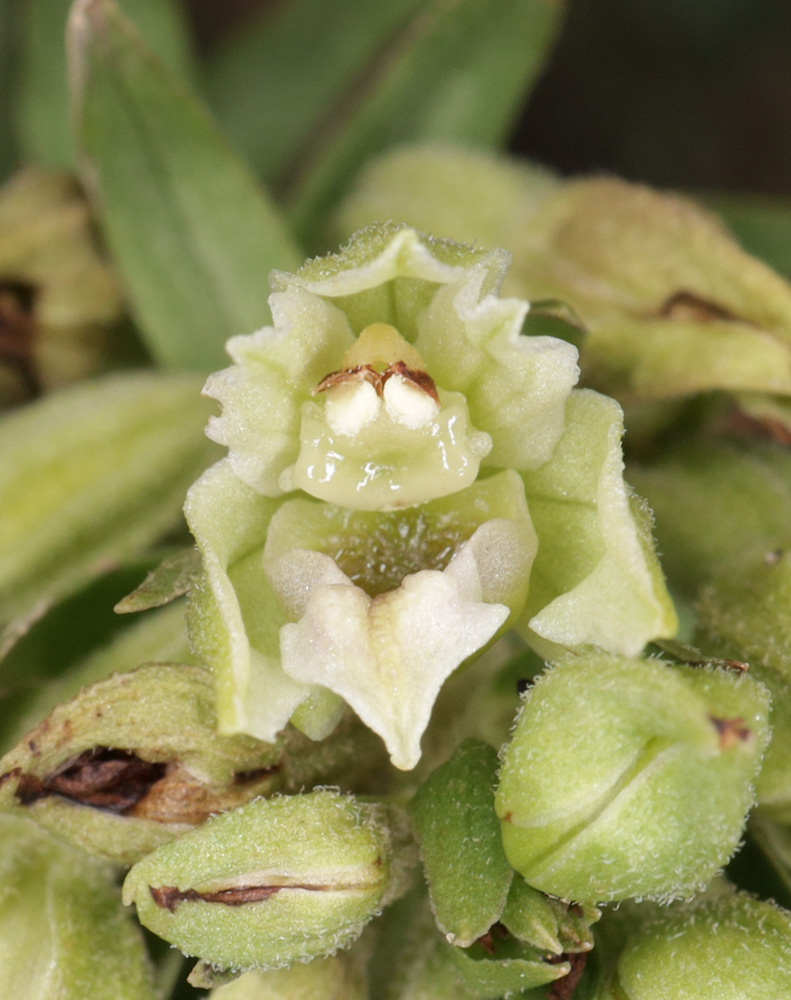 Image of Epipactis krymmontana specimen.