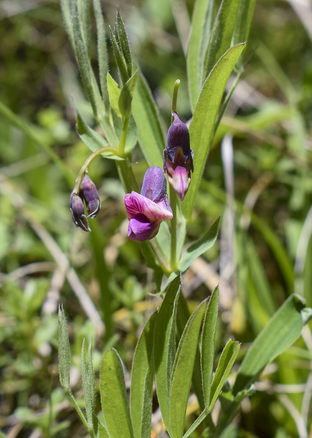 Изображение особи Lathyrus linifolius.