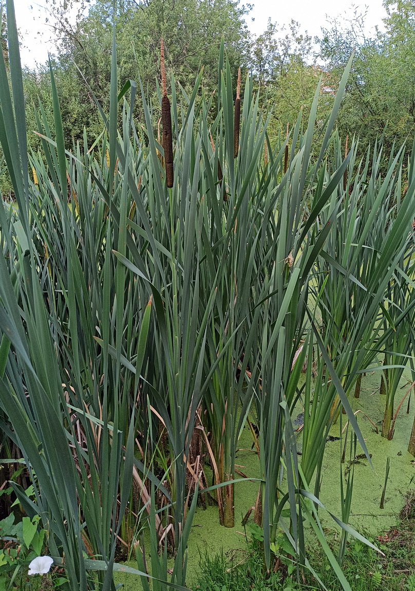 Изображение особи Typha latifolia.