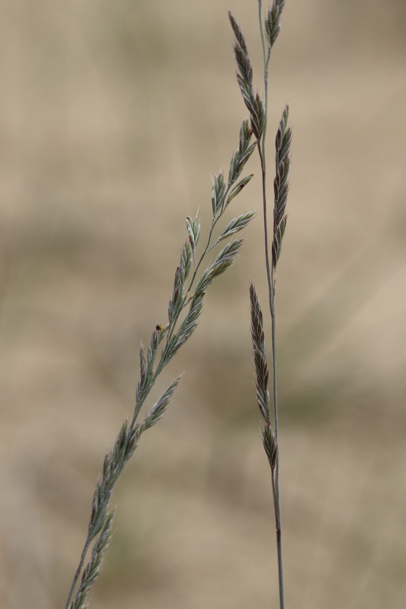 Image of Festuca sabulosa specimen.