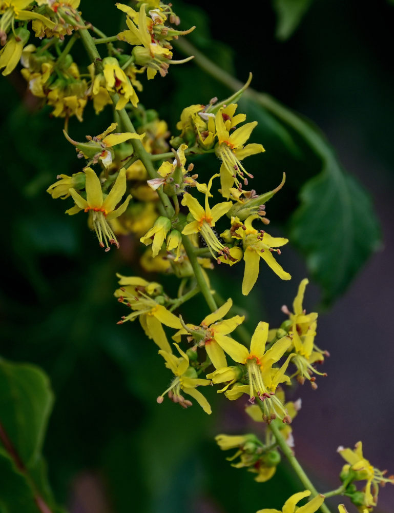 Image of Koelreuteria paniculata specimen.