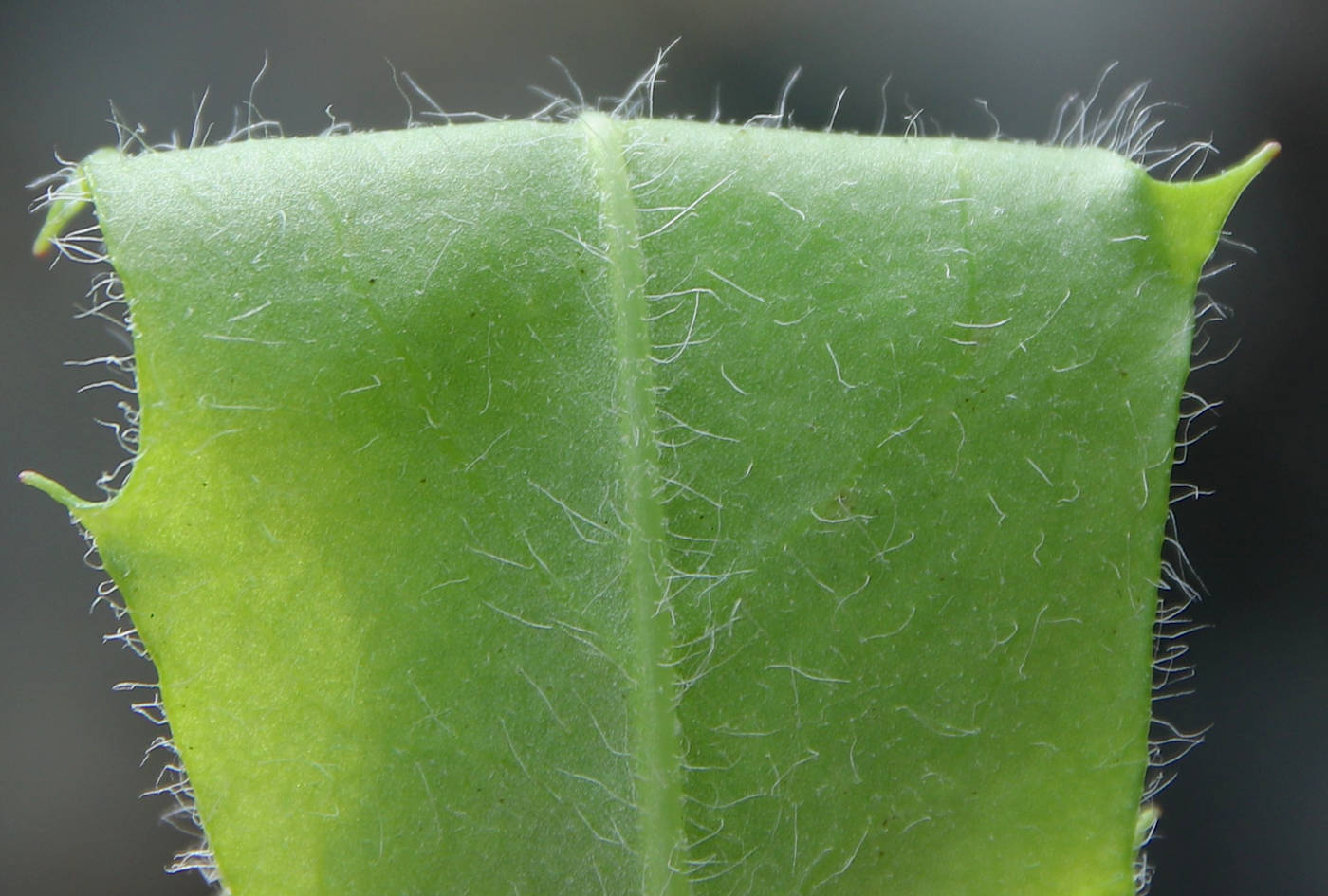 Изображение особи Hieracium distractifolium.