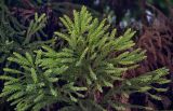 Cryptomeria japonica. Верхушки ветвей. Китай, провинция Хунань, национальный парк \"Чжанцзяцзе\", опушка смешанного леса. 06.06.2024.