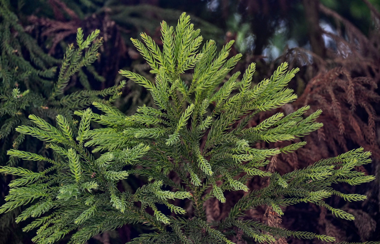 Изображение особи Cryptomeria japonica.