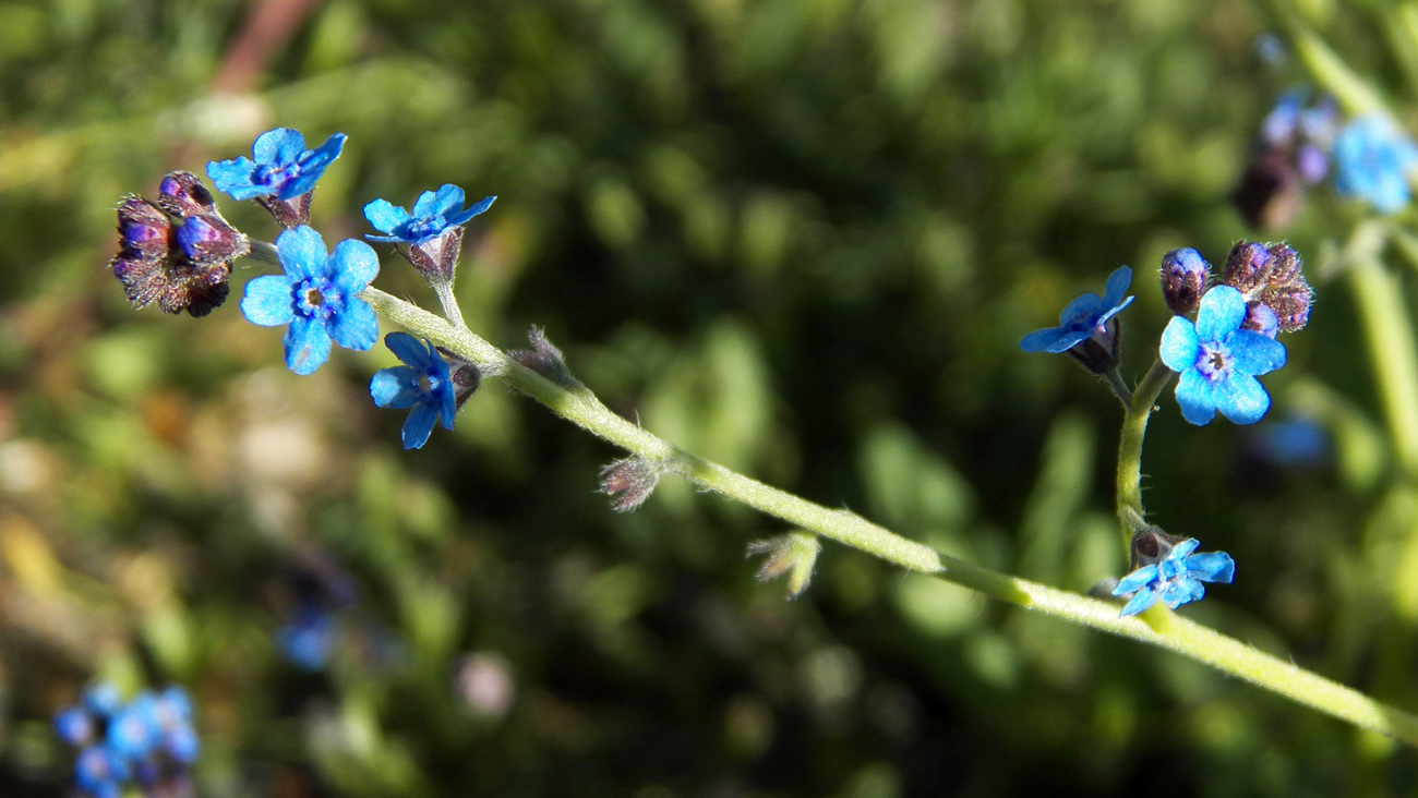 Изображение особи семейство Boraginaceae.