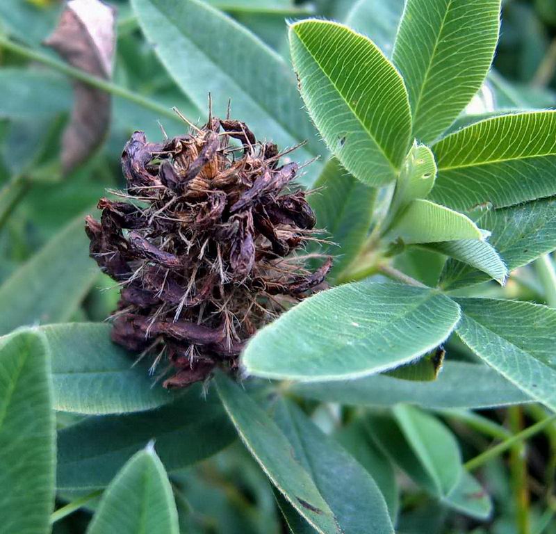 Image of Trifolium medium specimen.