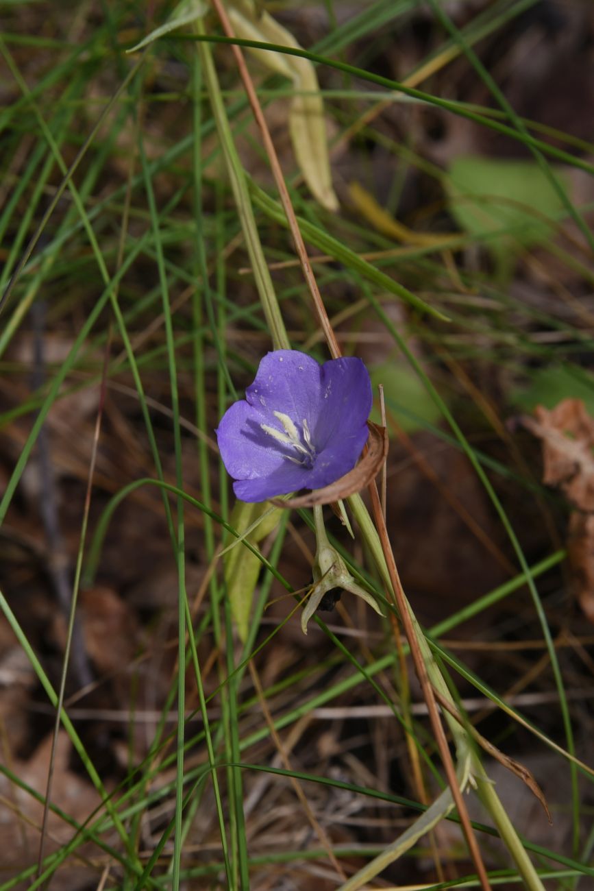 Image of Campanula persicifolia specimen.