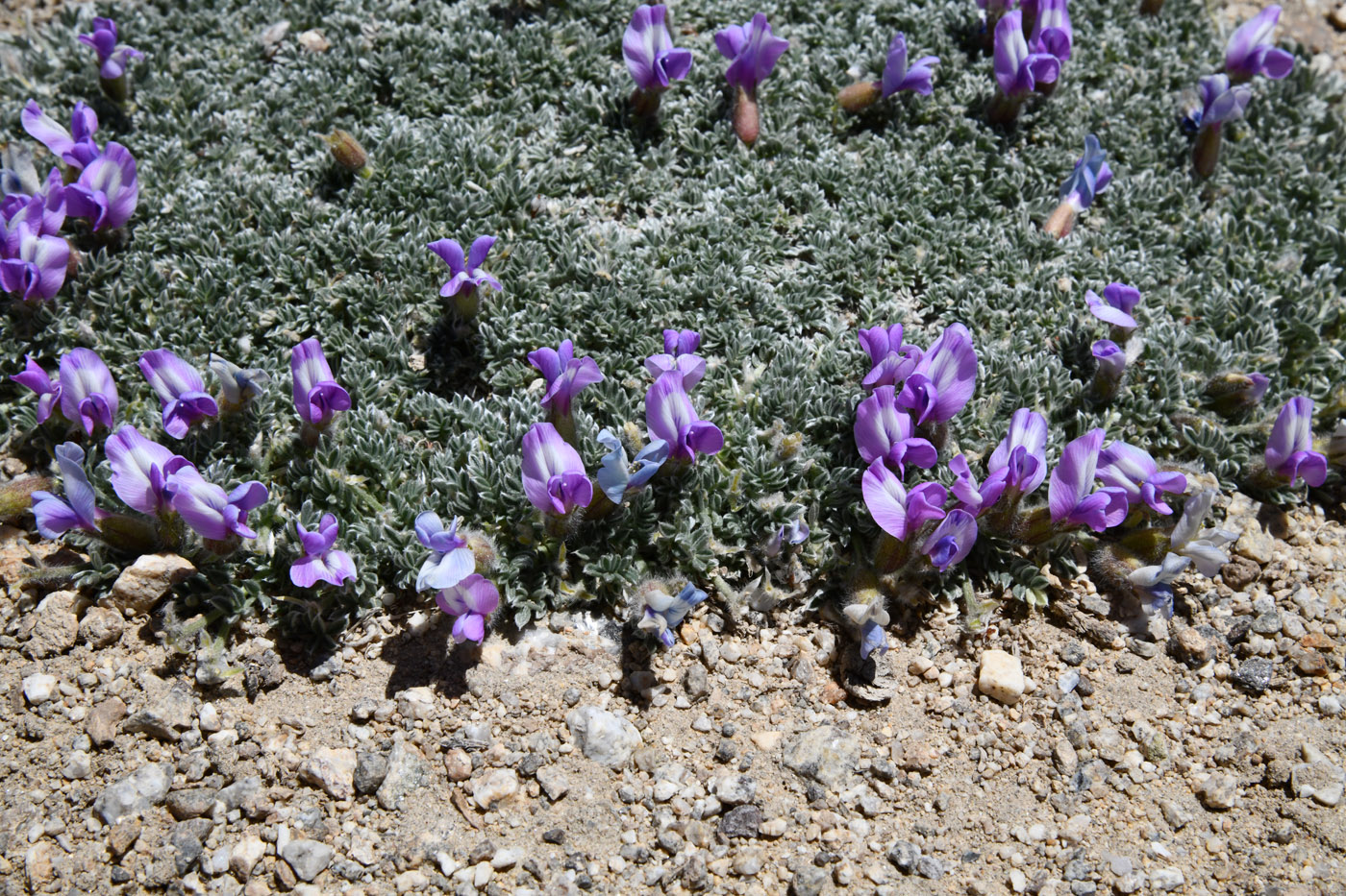 Изображение особи род Oxytropis.