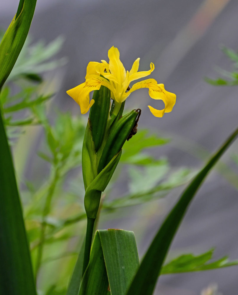 Image of Iris pseudacorus specimen.