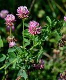 Trifolium hybridum. Верхушка побега с соцветиями. Московская обл., Дмитровский гор. округ, долина р. Волгуша, луг. 31.08.2024.