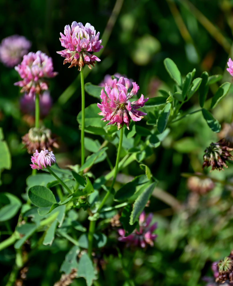 Изображение особи Trifolium hybridum.