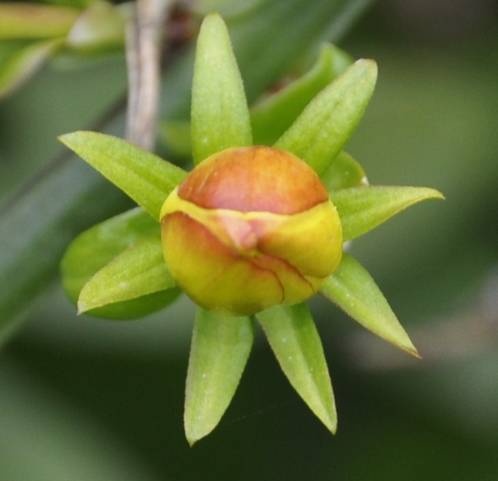 Image of Jasminum mesnyi specimen.