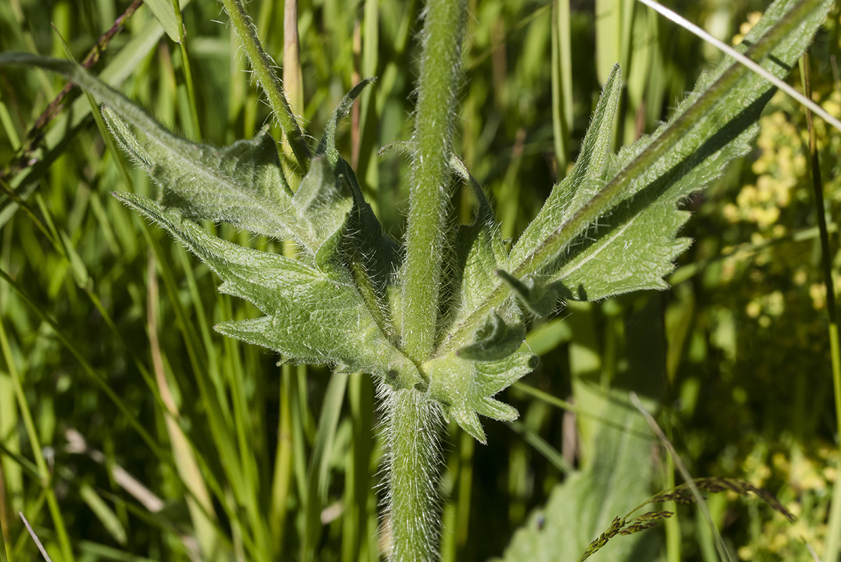 Изображение особи Knautia montana.