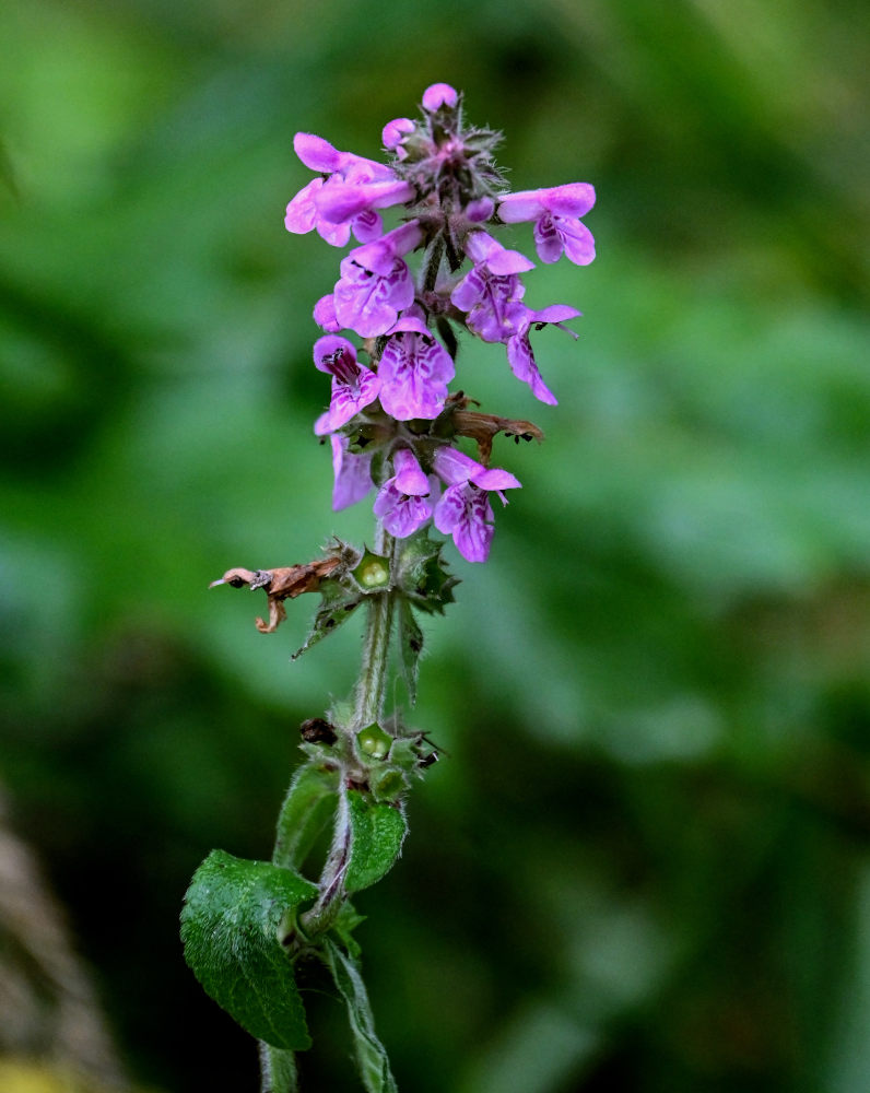 Изображение особи Stachys palustris.