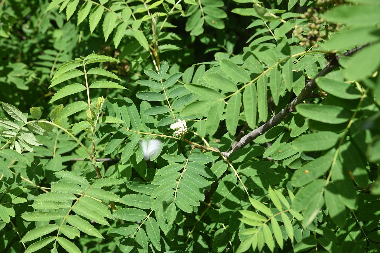 Изображение особи Sorbus aucuparia.