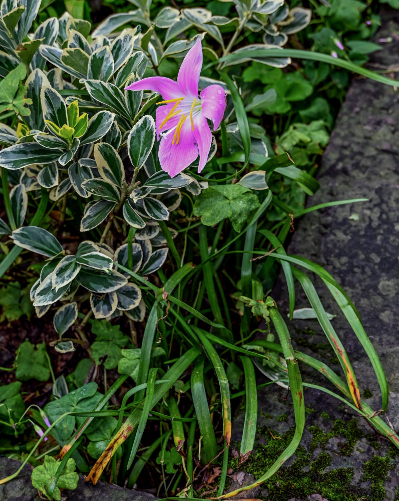 Изображение особи Habranthus robustus.