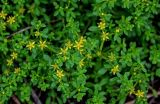 Sedum bulbiferum