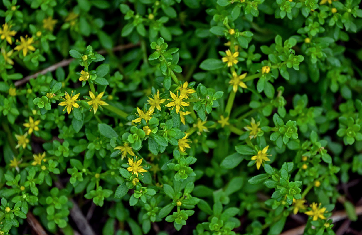 Image of Sedum bulbiferum specimen.