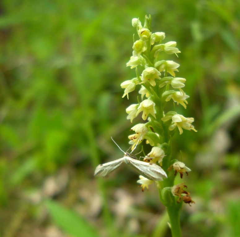 Image of Pseudorchis albida specimen.