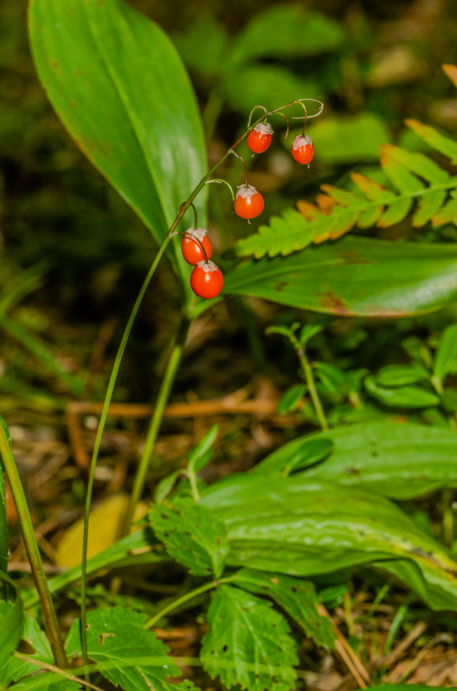 Image of Convallaria majalis specimen.