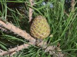 Pinus pallasiana