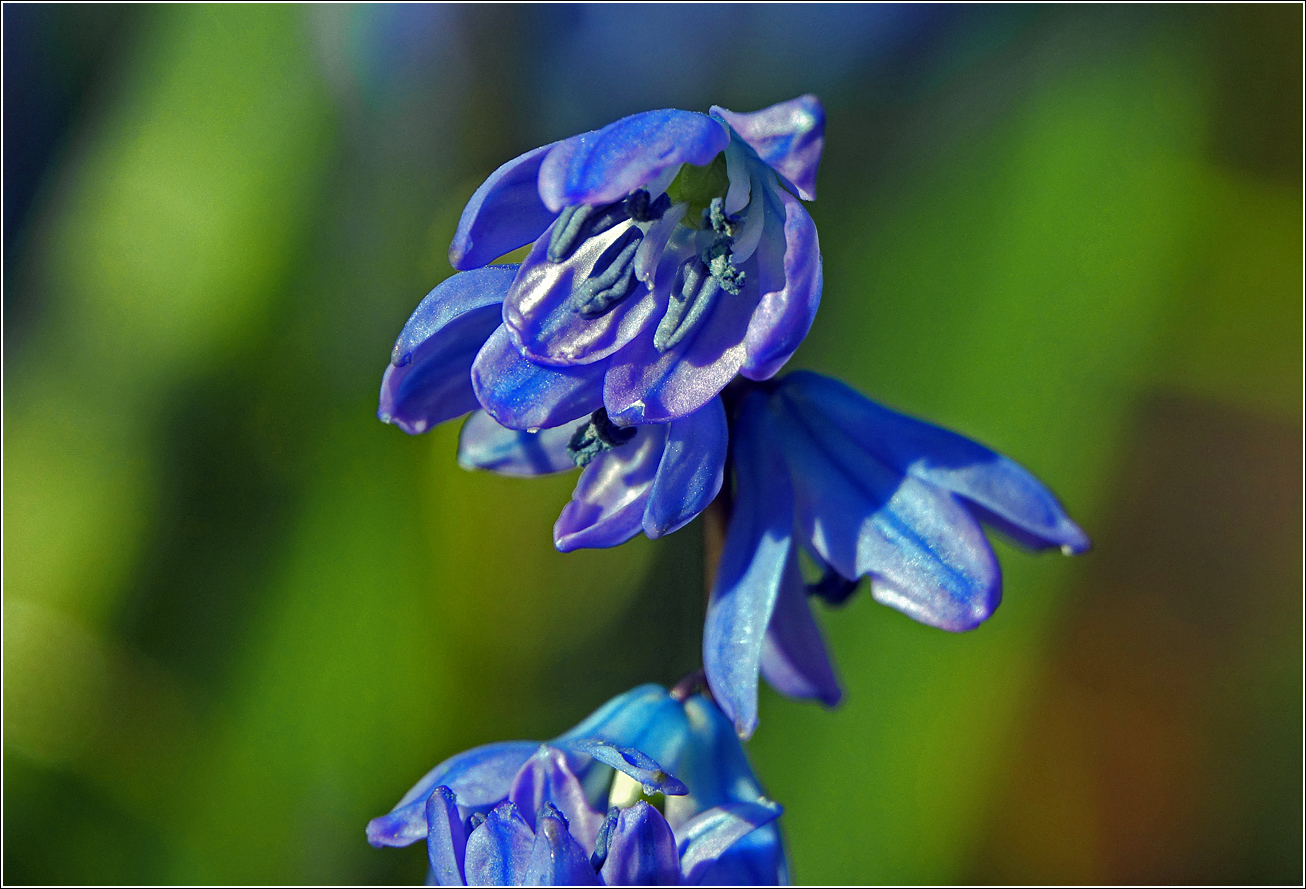 Image of Scilla siberica specimen.