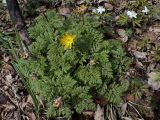 Смотреть изображение Adonis amurensis