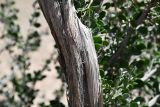 View full-size image Zygophyllum gontscharovii