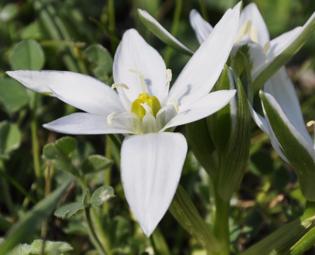 Изображение особи род Ornithogalum.