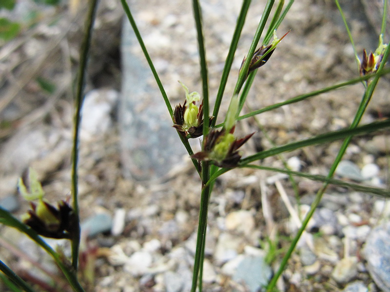 Изображение особи род Juncus.