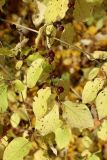 View full-size image Lonicera xylosteum