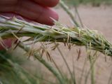 Ammophila подвид arundinacea