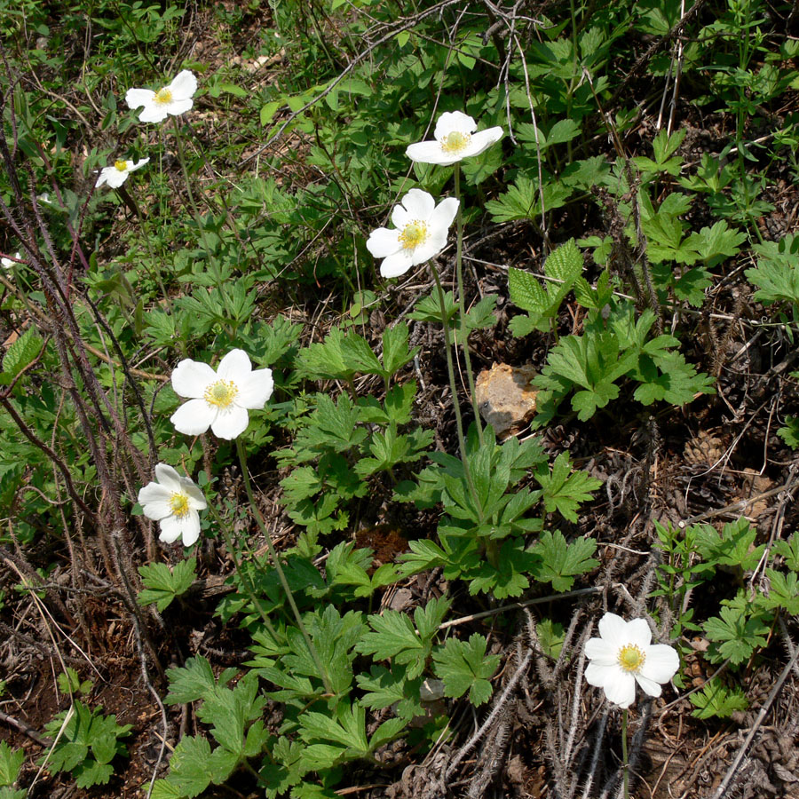 Image of Anemone sylvestris specimen.