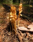 Hypopitys monotropa. Цветущие растения. Украина, Днепропетровская обл., Петриковский р-н, окр. с. Шульговка, сосновые лесонасаждения на песке. 06.07.2011.