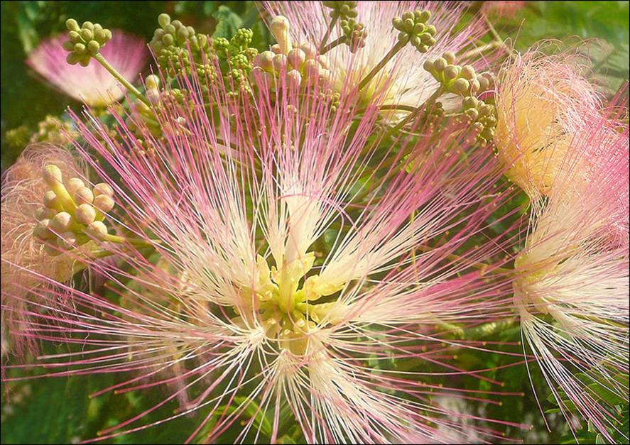 Image of Albizia julibrissin specimen.