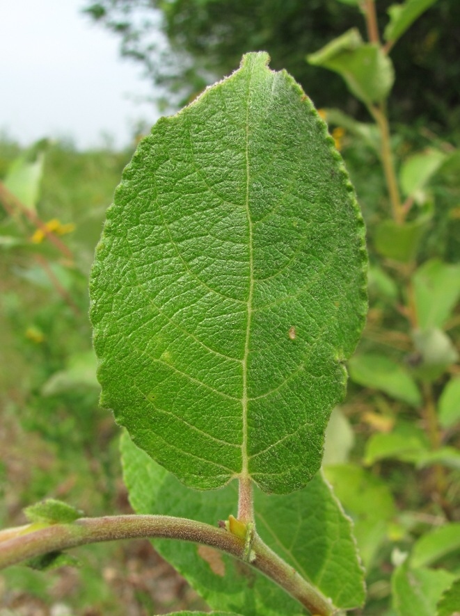 Image of Salix caprea specimen.