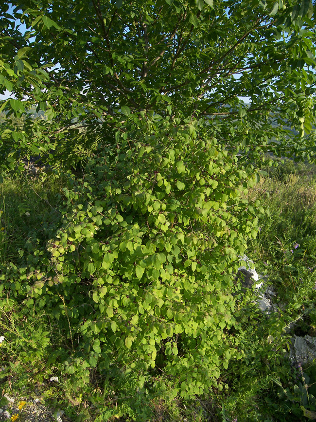 Image of Lonicera steveniana specimen.