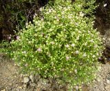 Acroptilon australe. Цветущее растение. Копетдаг, Чули. Конец мая 2011 г.