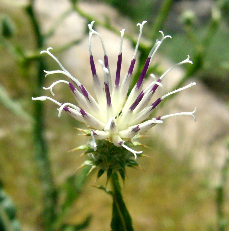 Изображение особи Cousinia oxiana.