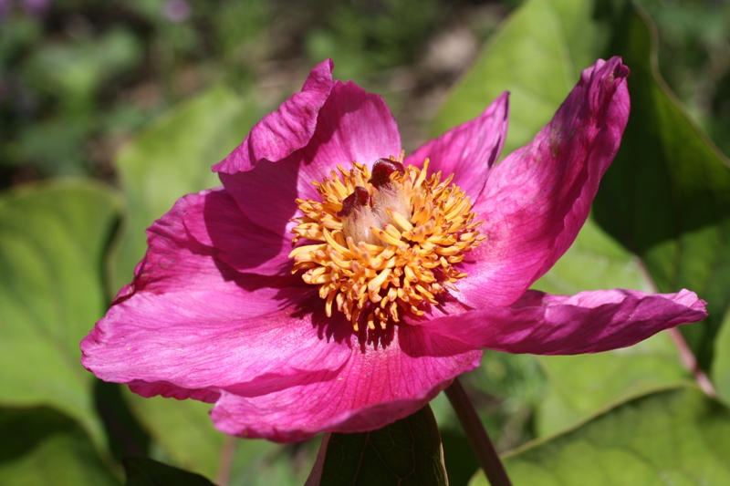 Изображение особи Paeonia caucasica.