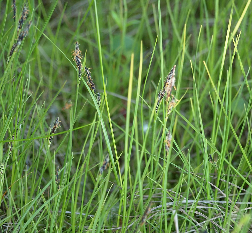 Изображение особи род Carex.