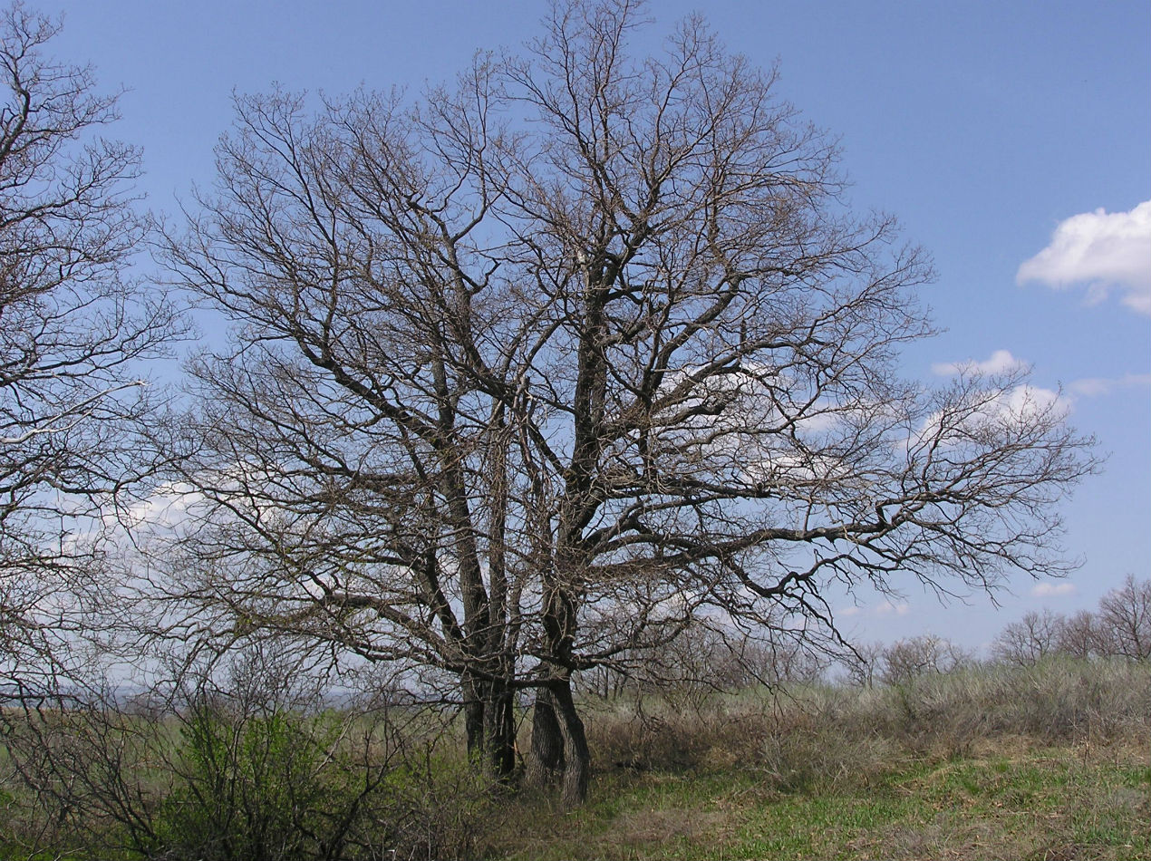 Image of Quercus robur specimen.