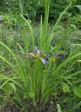 Iris colchica