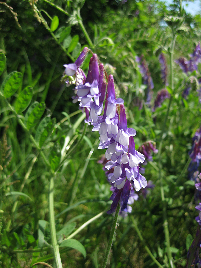 Изображение особи Vicia villosa.