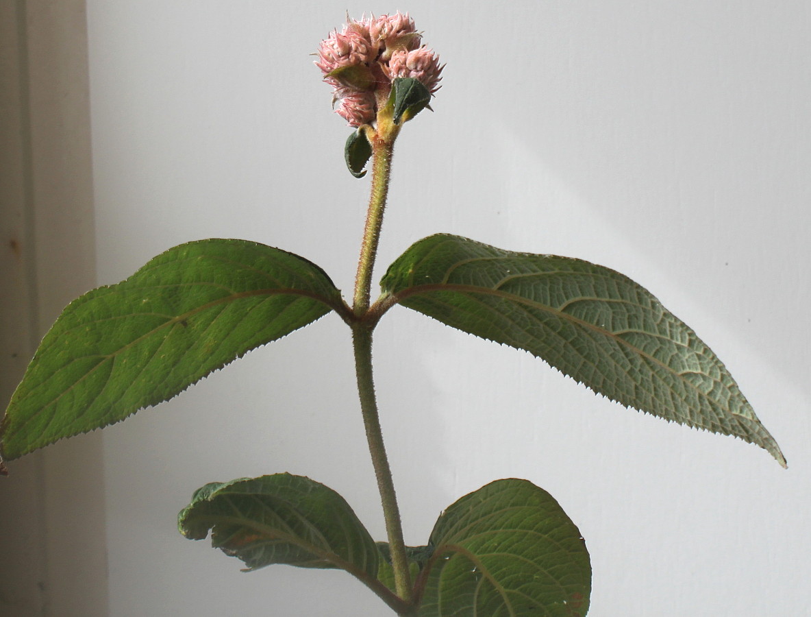 Image of Hydrangea aspera specimen.