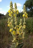 Verbascum densiflorum. Соцветие. Курская обл., Железногорский р-н, с. Карманово. 22 июля 2007 г.