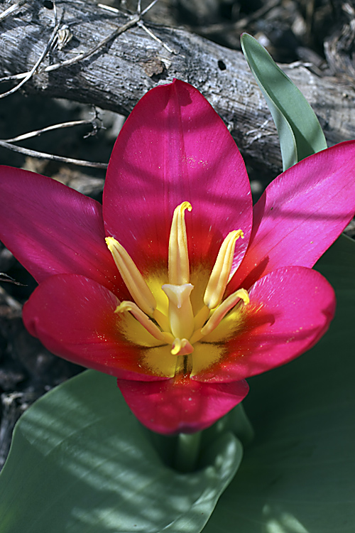 Изображение особи Tulipa berkariensis.